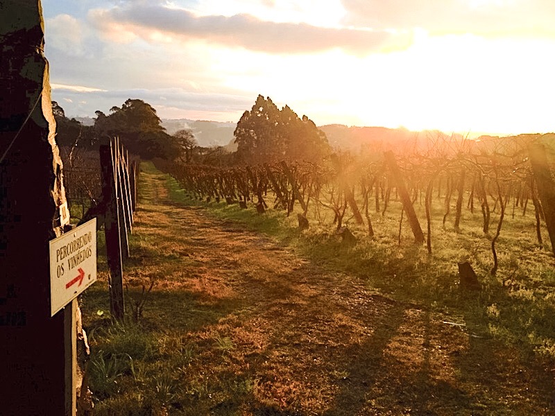 foto do por do sol nos vinhedos da vinícola Don Giovanni em pinto bandeira na serra gaúcha