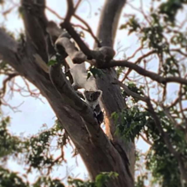 turismo sustentável foto de coala na Austrália